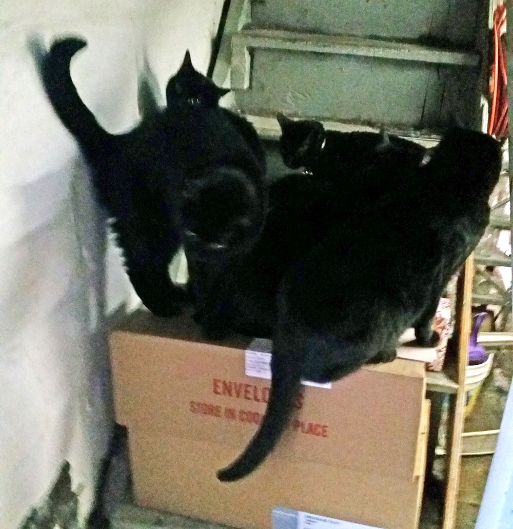 five black cats on box