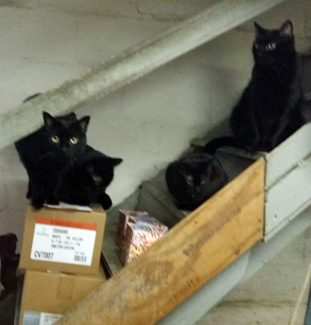 five black cats on steps
