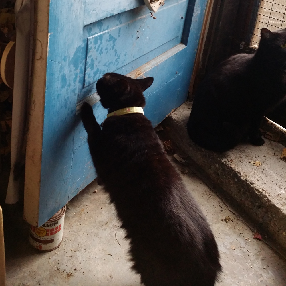 black cat sniffing door