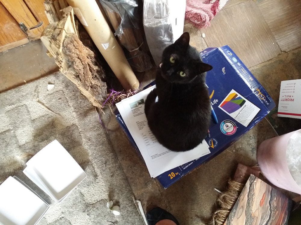 black cat on box