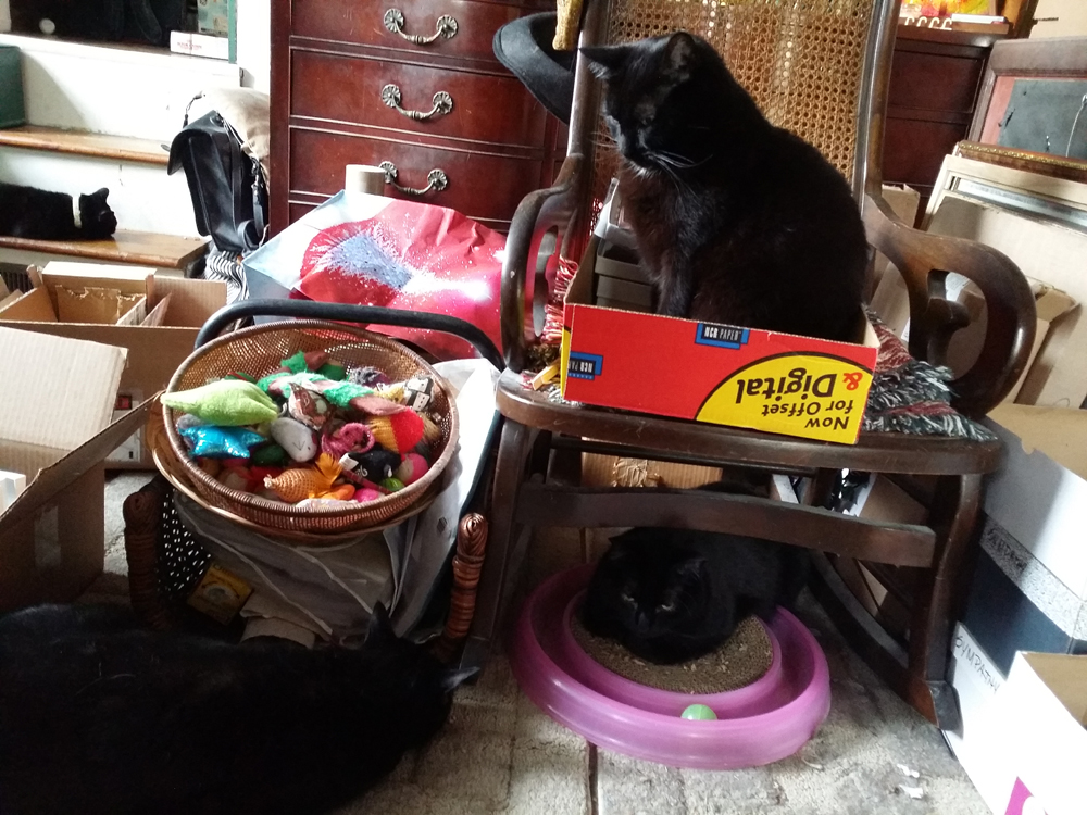 three black cats with stuff