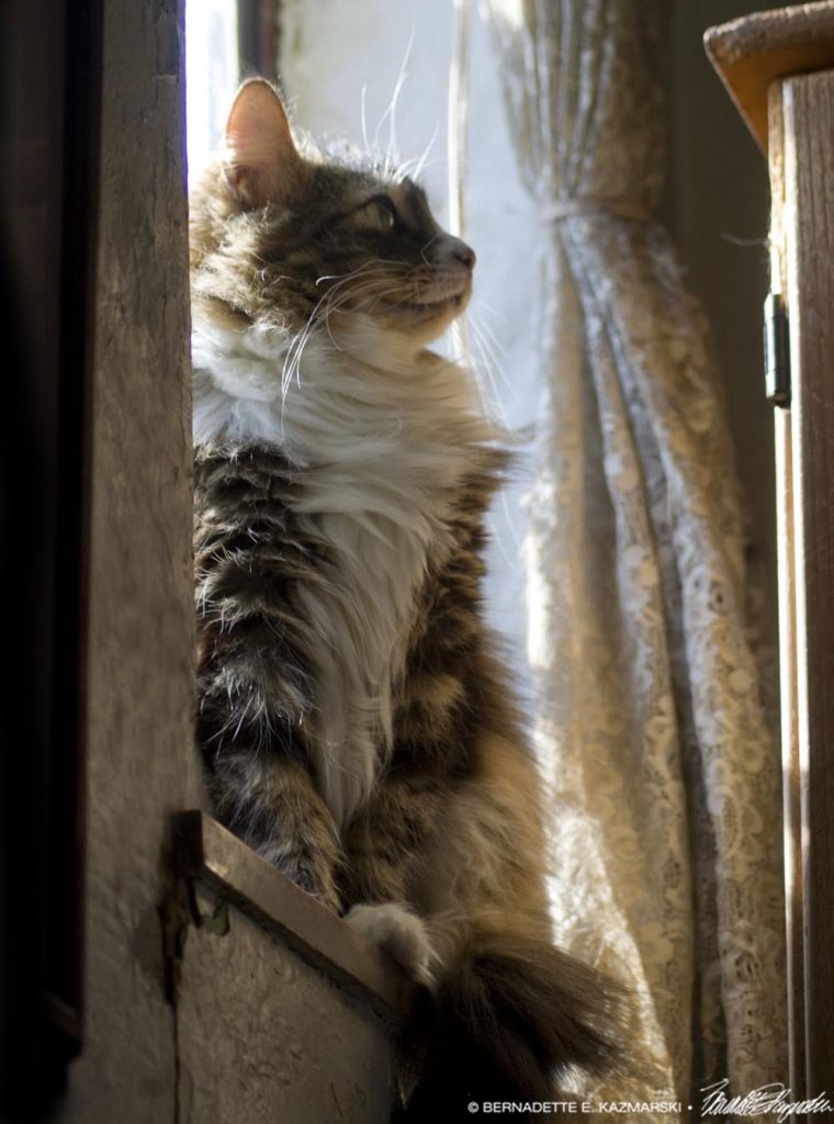 tabby and white cat on windowsill