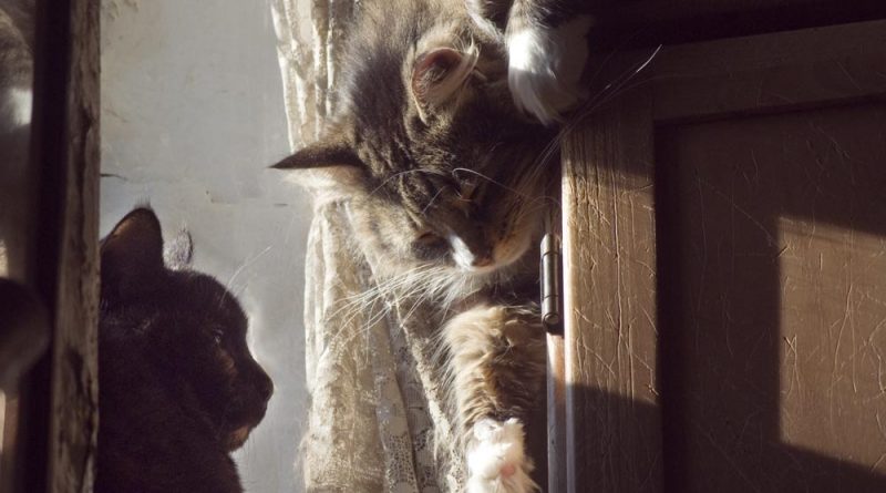 two cats at sunny window