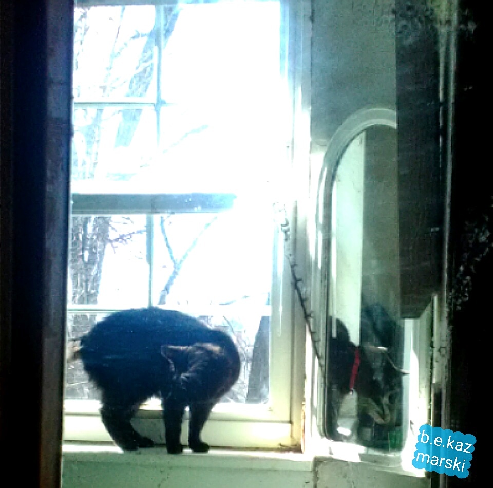 black cat in mirror