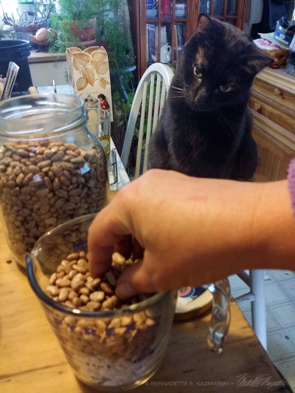 black cat watching beans