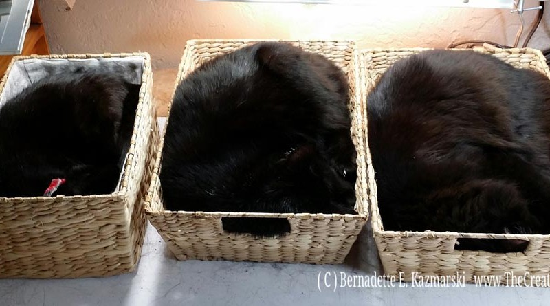 Cat Loaves rising in their baskets in my studio while I work. Mimi, Sunshine, Basil.