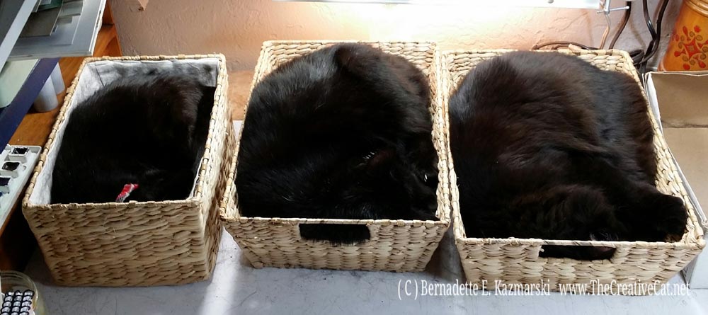 Cat Loaves rising in their baskets in my studio while I work. Mimi, Sunshine, Basil.