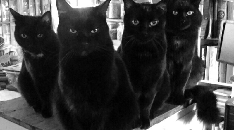 The Four Housecats of the Apocalypse are waiting for dinner.
