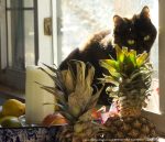 cat with pineapple