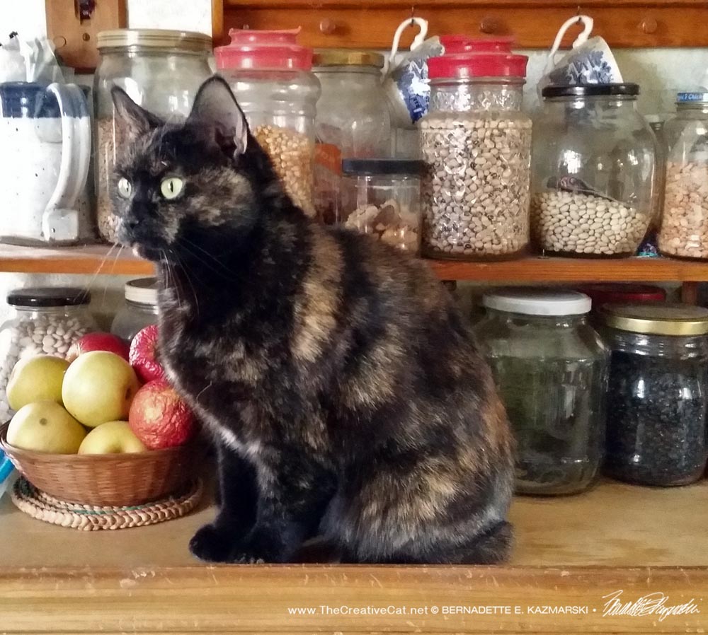 Sienna on the bean counter.