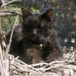black cat on white wicker chair