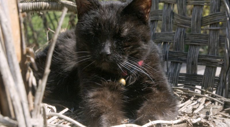 black cat on white wicker chair