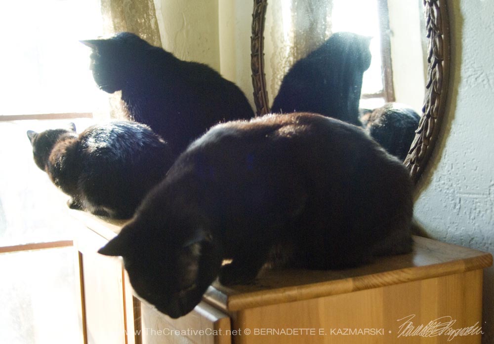 Mimi and Mewsette look out the window and reflect in the mirror while Bean provides a shape for an interesting composition.