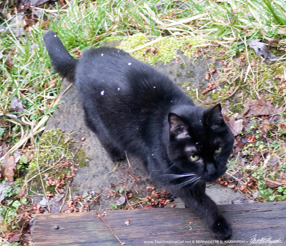 black cat with snowflakes