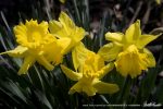 four daffodils