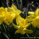 four daffodils