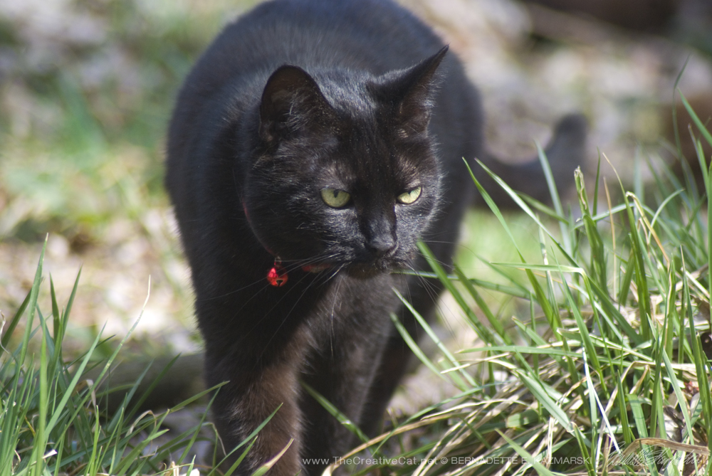 My little yard panther strolling about her territory.