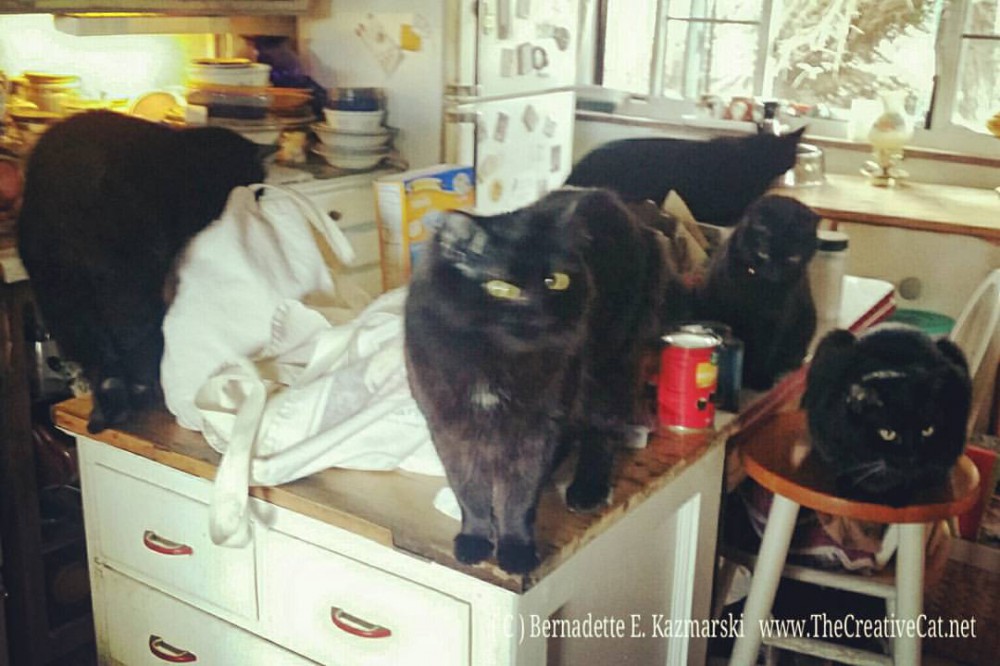 Six cats inspecting my groceries.