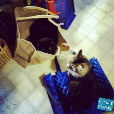 cats in shopping bags