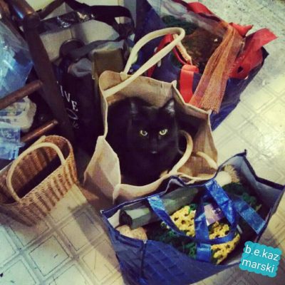 cats in shopping bags