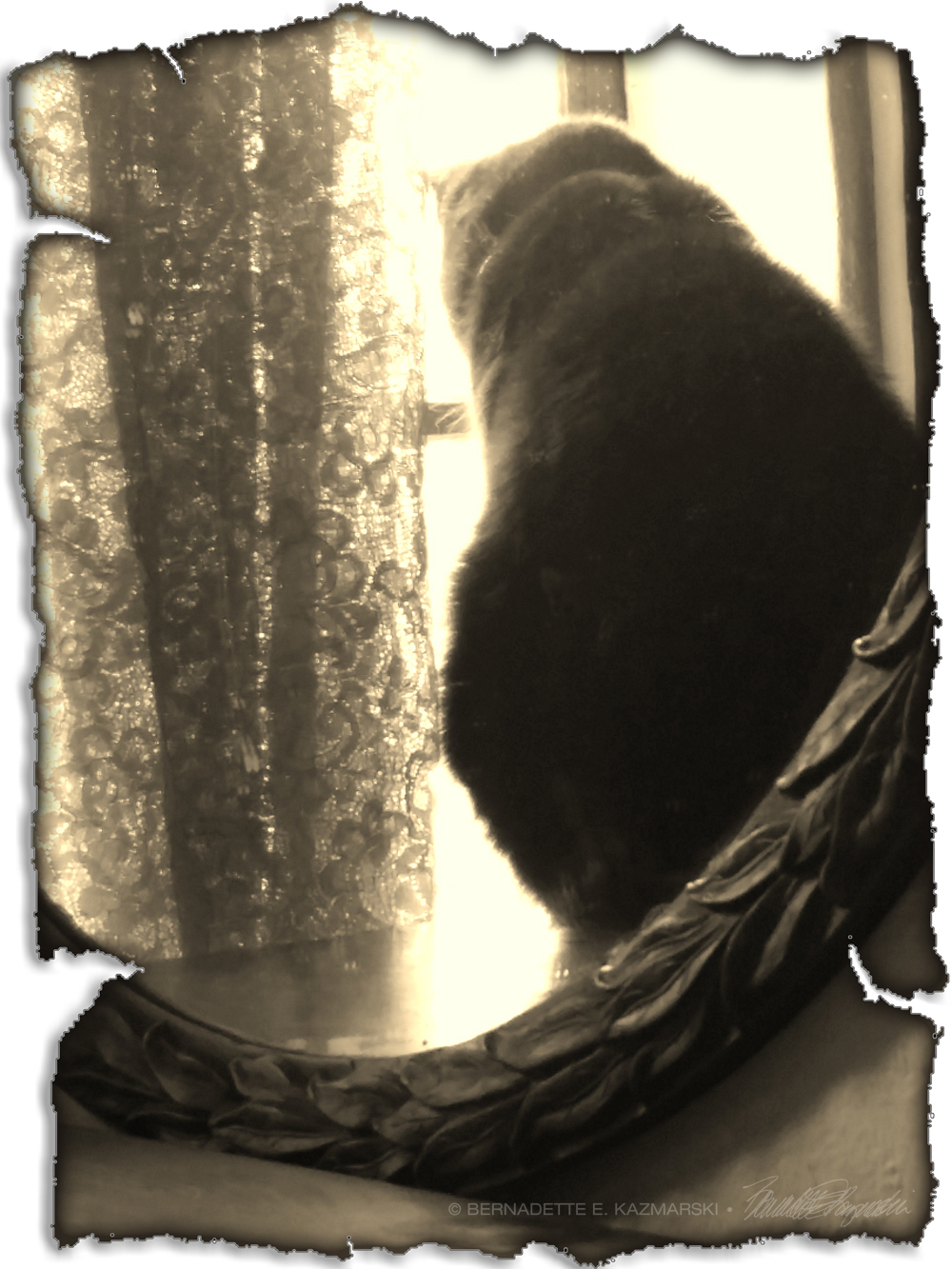 black cat in vintage photo.