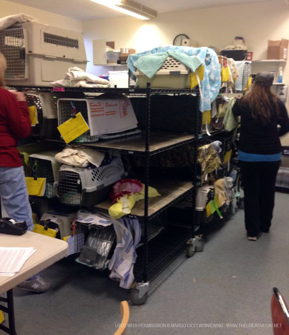 The clinic shelves fill up as cats wait in line for surgery or to go home.