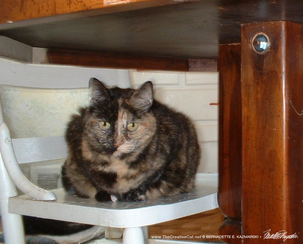 tortoiseshell cat under table