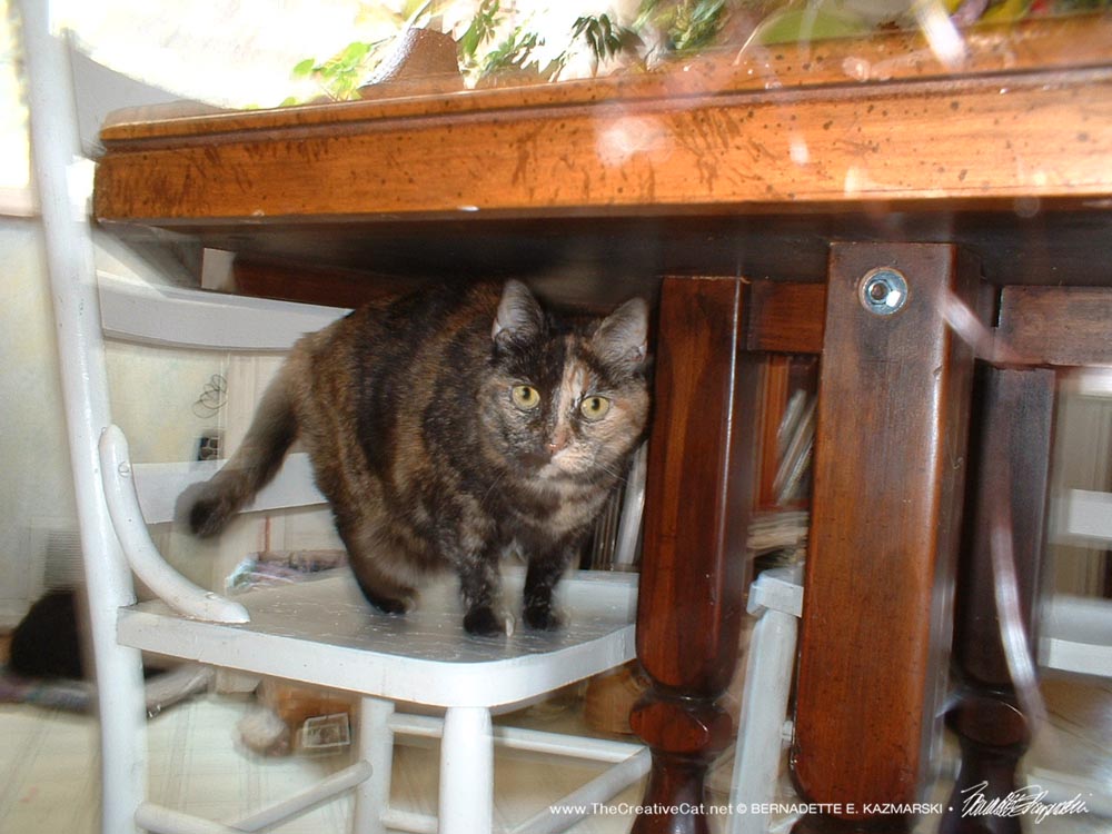 tortoiseshell cat under table