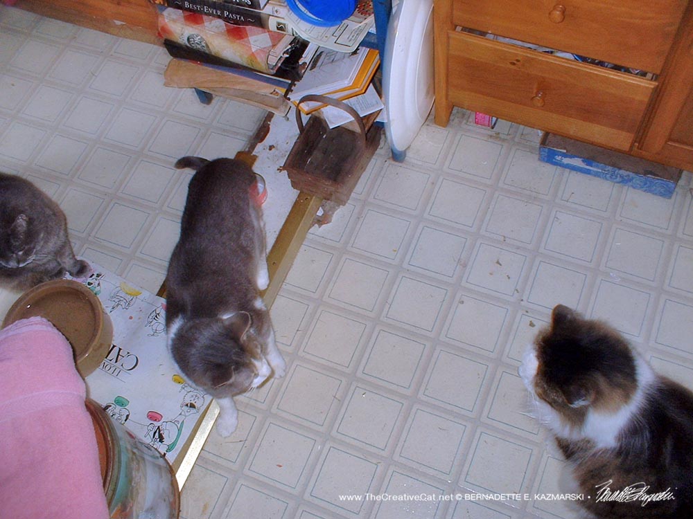 three cats in kitchen