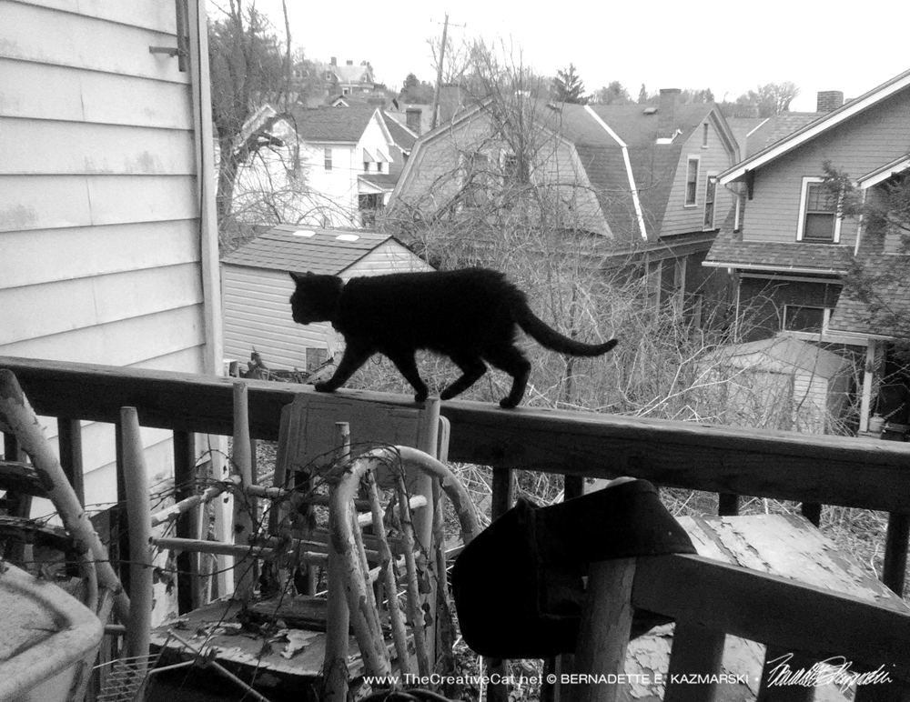 black cat on deck rail