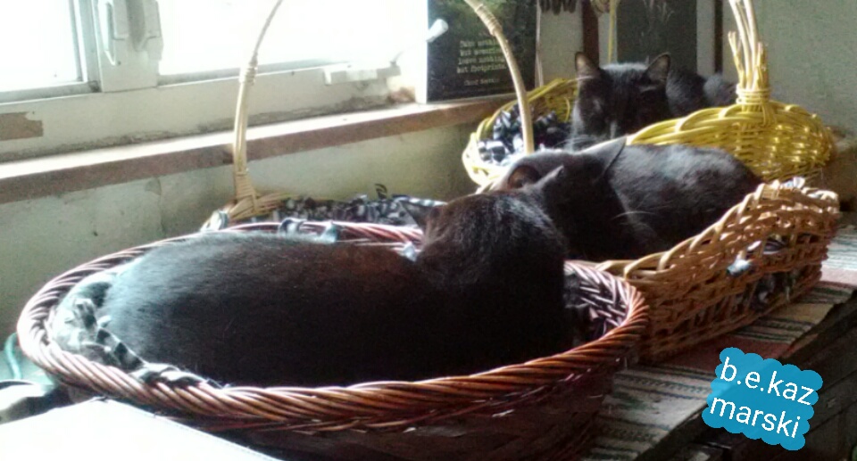 three cats in baskets