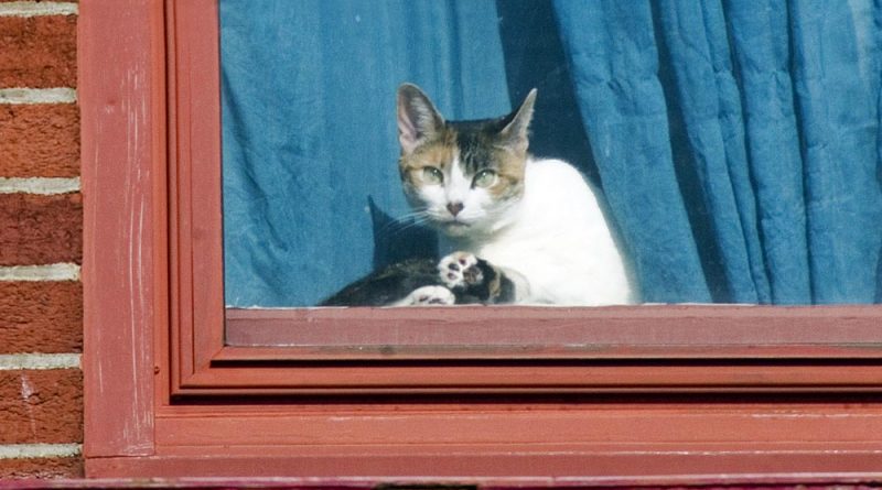 calico cat bathing in window
