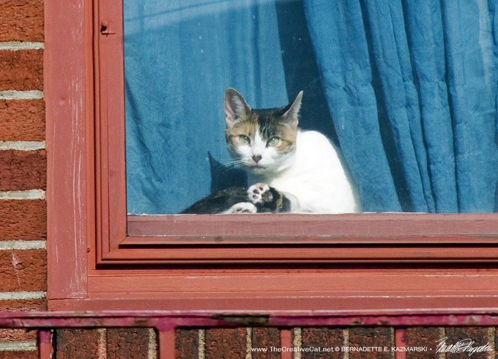 calico cat bathing in window