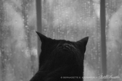 Giuseppe watches the rain.