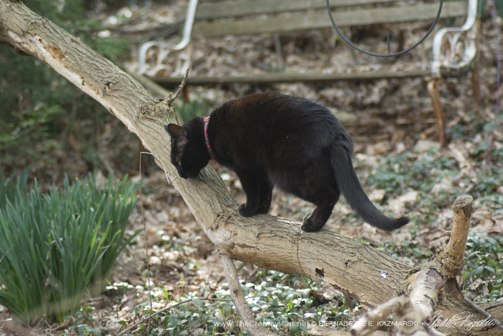 Mimi on her branch.