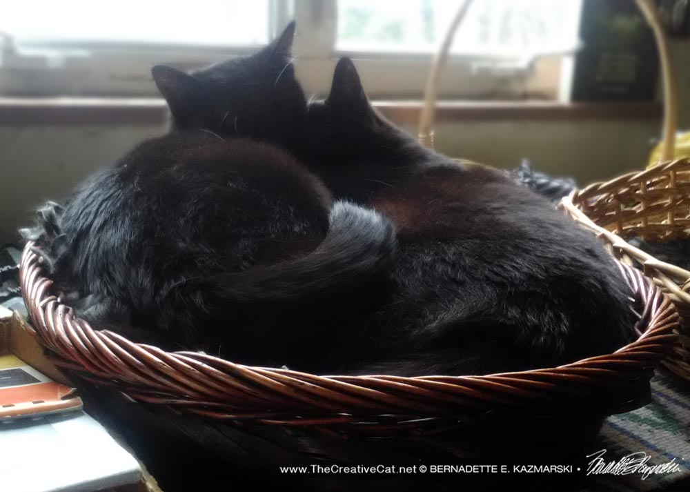 two black cats in a basket