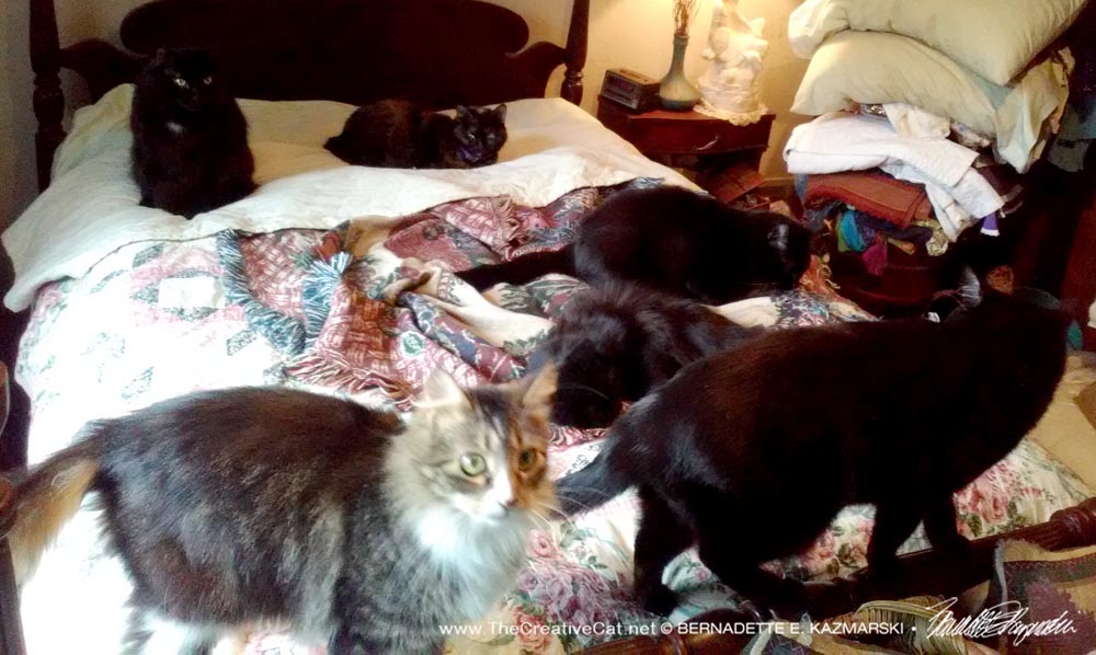 six cats on bed