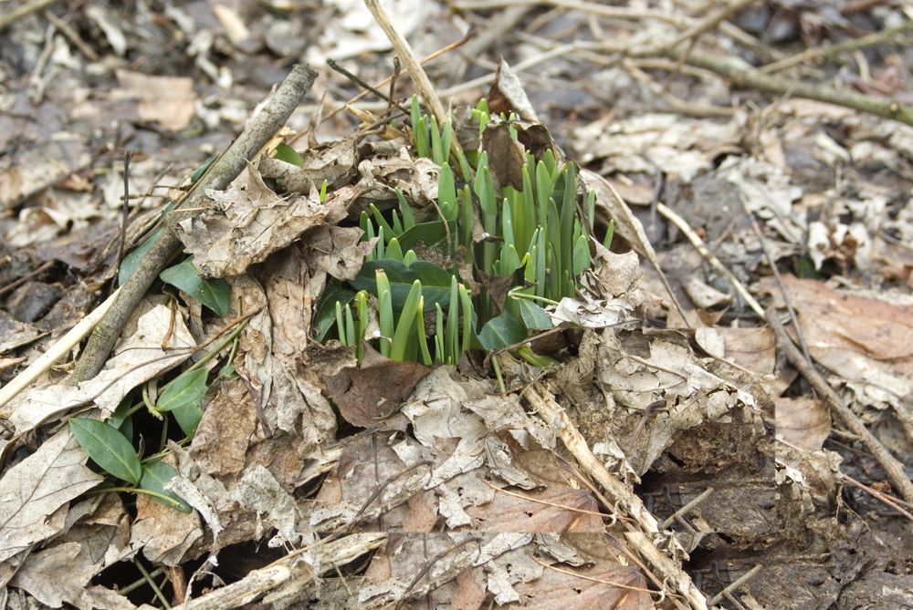 daffodil fronds under leaves