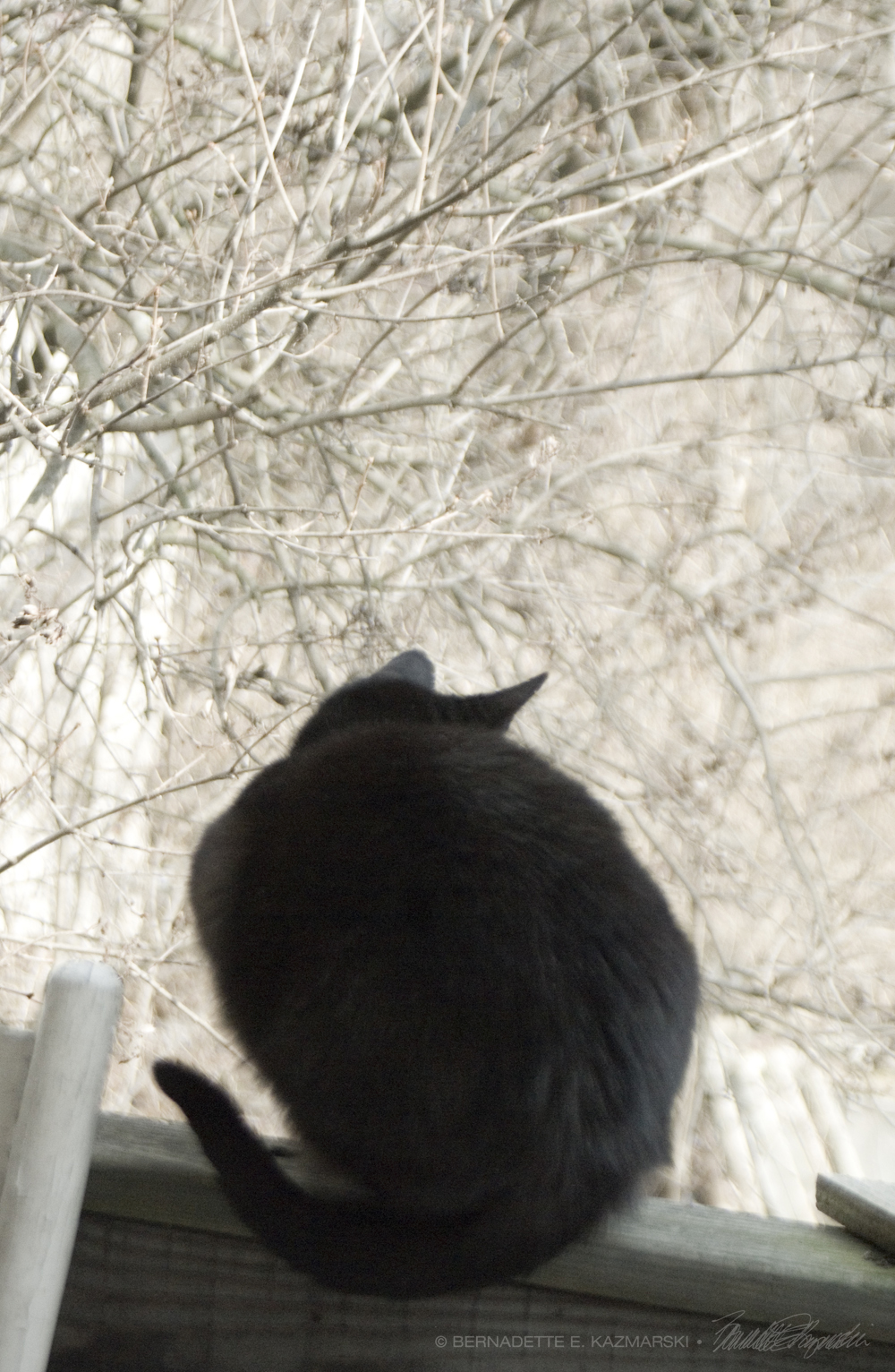 black cat on deck rail