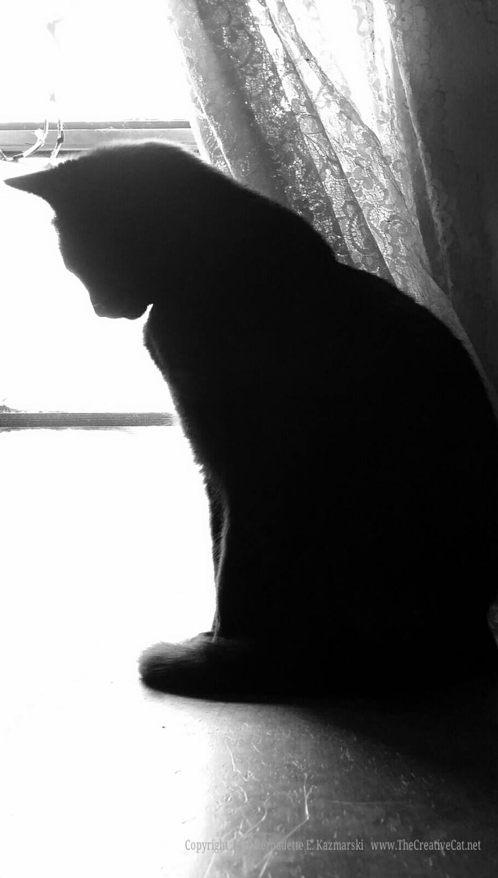 Bella pauses for the purr-fect silhoutte.