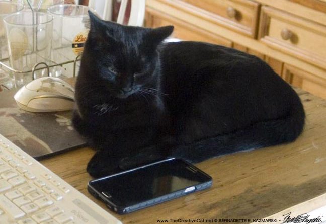 black cat with smartphone