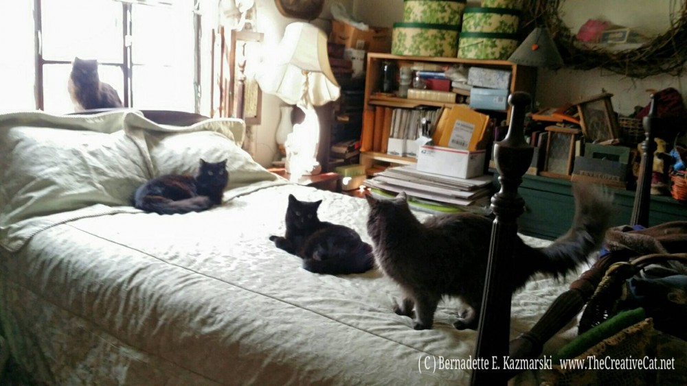 Four fosters on the bed.