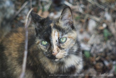 Tortoiseshell Camouflage