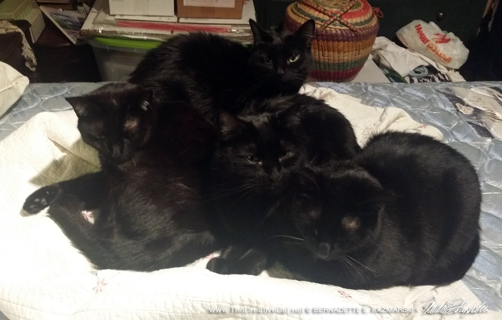 Four black cats who refuse to move.