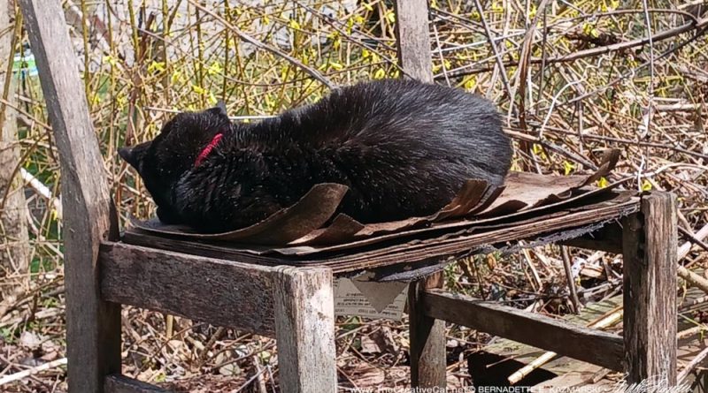 black cat asleep in garden