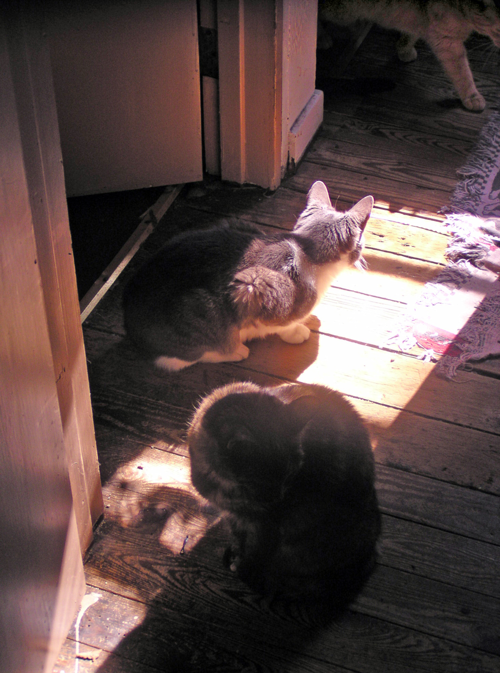 three cats on sunny landing