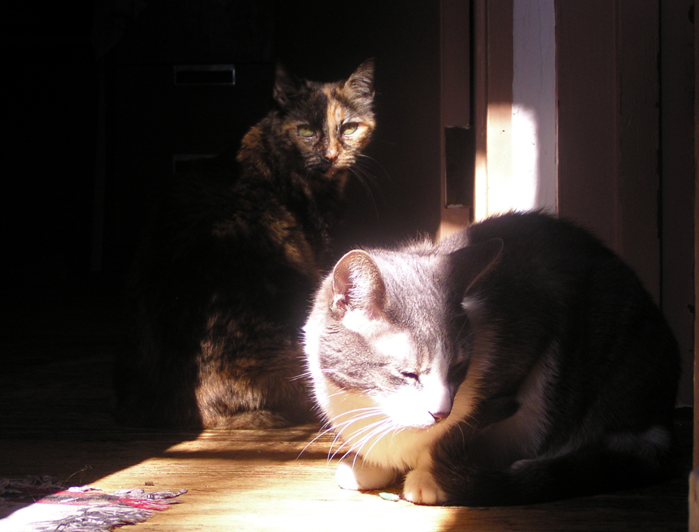 three cats on sunny landing