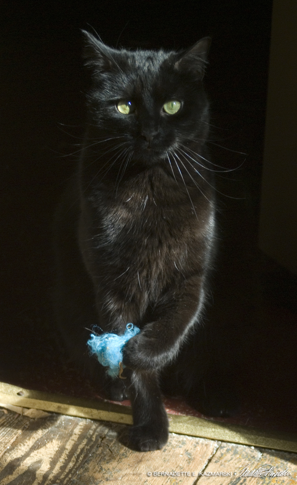 black cat wit blue fuzzy toy