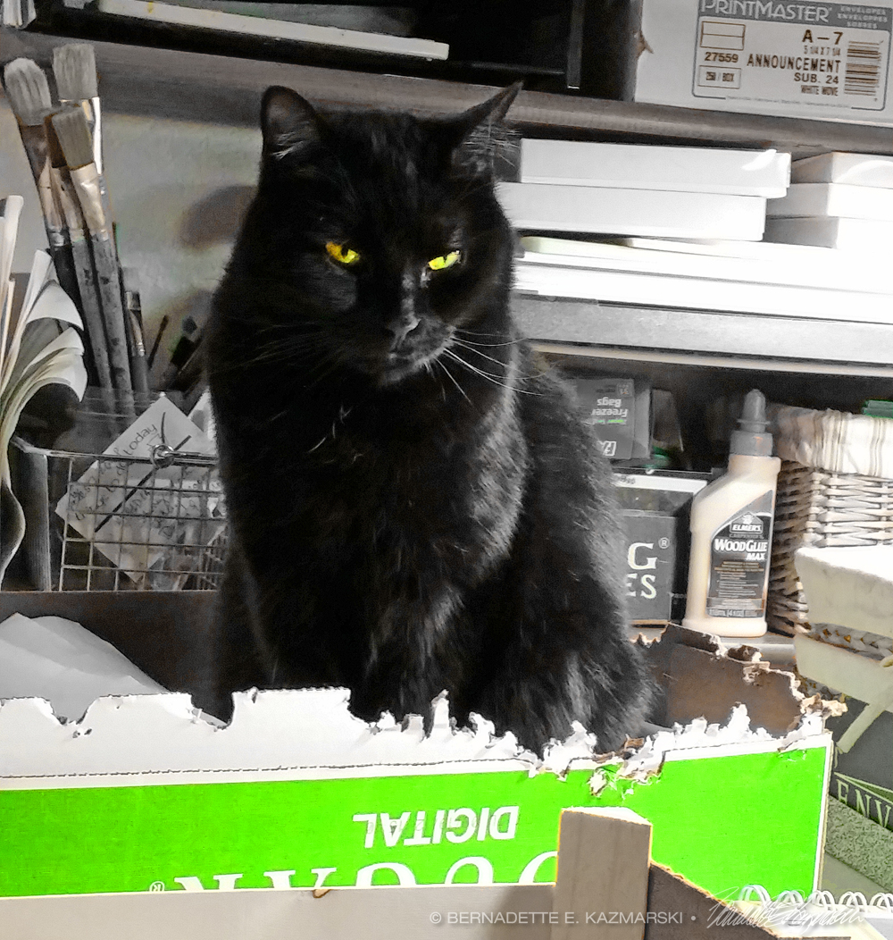 black cat in green box