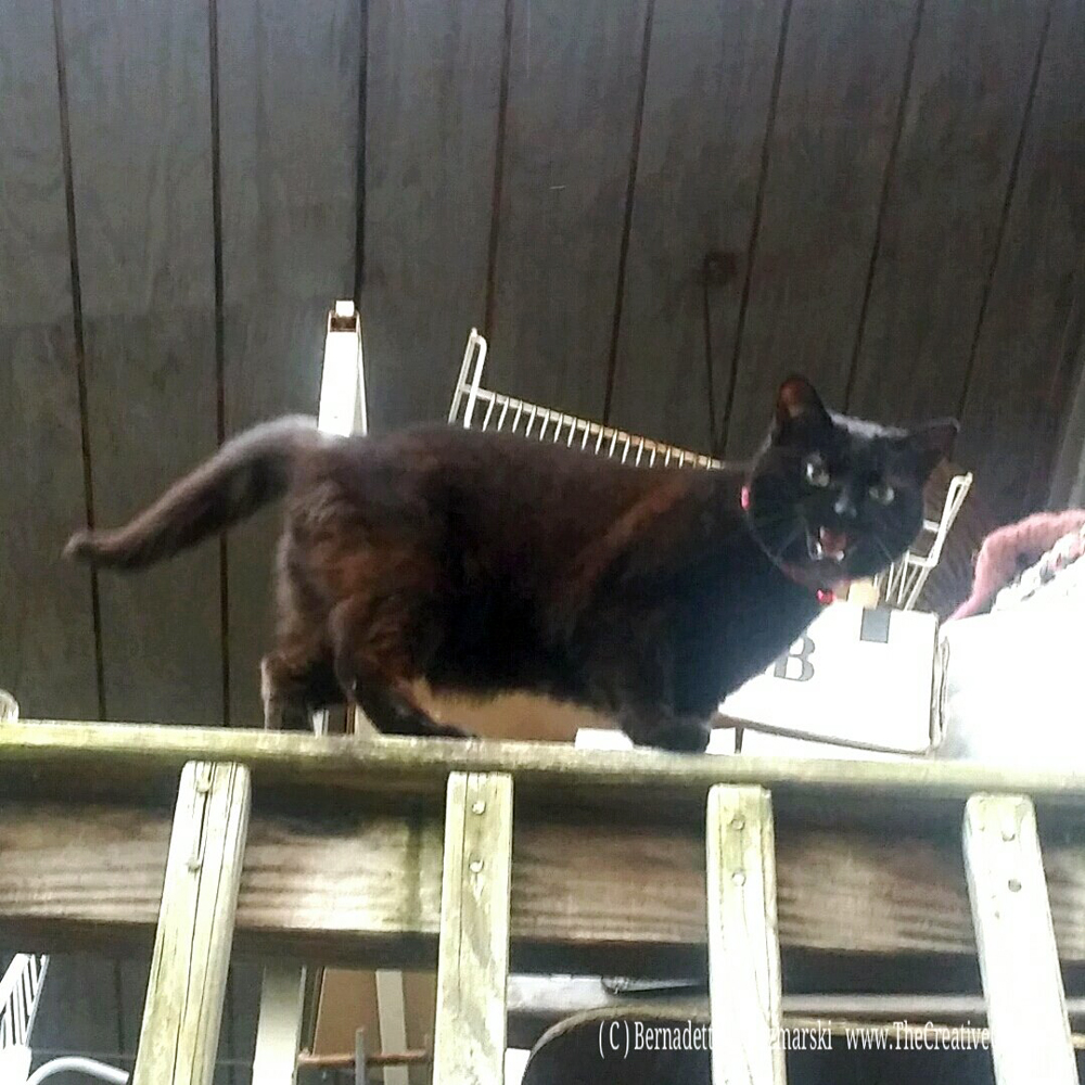 Mimi on the deck railing.